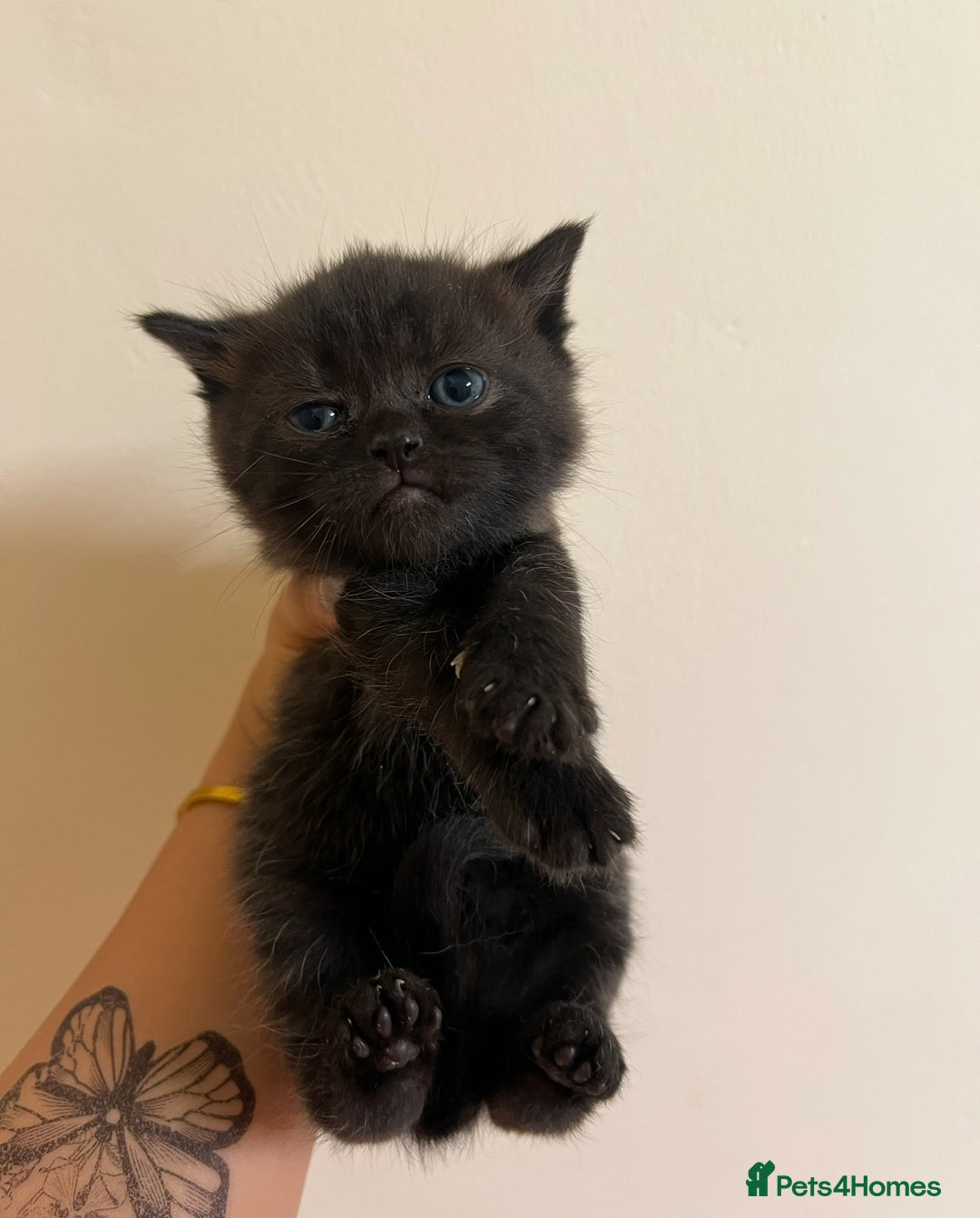 British Shorthair cats for sale: BRITISH SHORT HAIR FOR SALE !! - Image 3