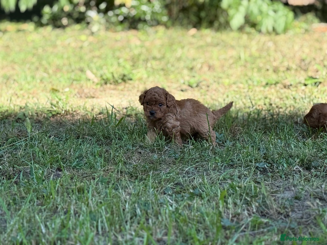 Cavapoo dogs for sale: Premium F1B Toy Red Cavapoo - 2 LEFT - Image 15