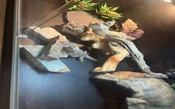 Bearded Dragon reptiles for sale: Zero leatherback bearded dragon  - Image 2
