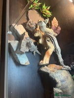 Bearded Dragon reptiles - Advert 3