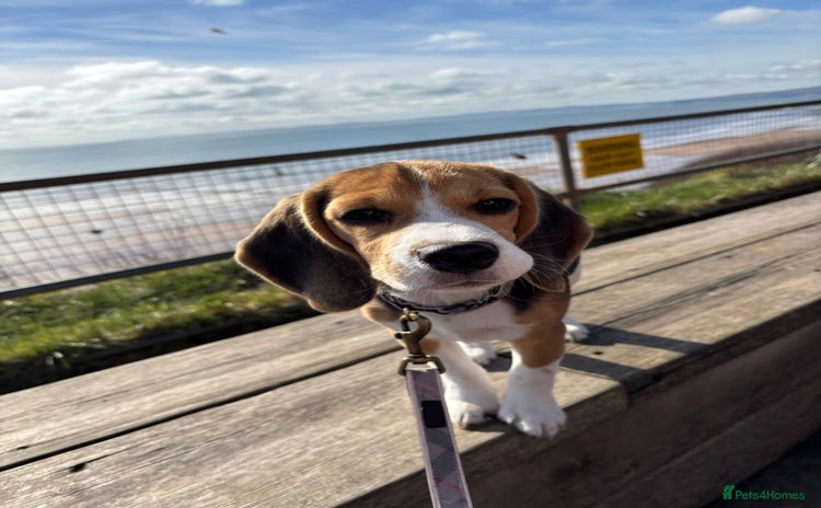 Beagle dogs - Advert 1