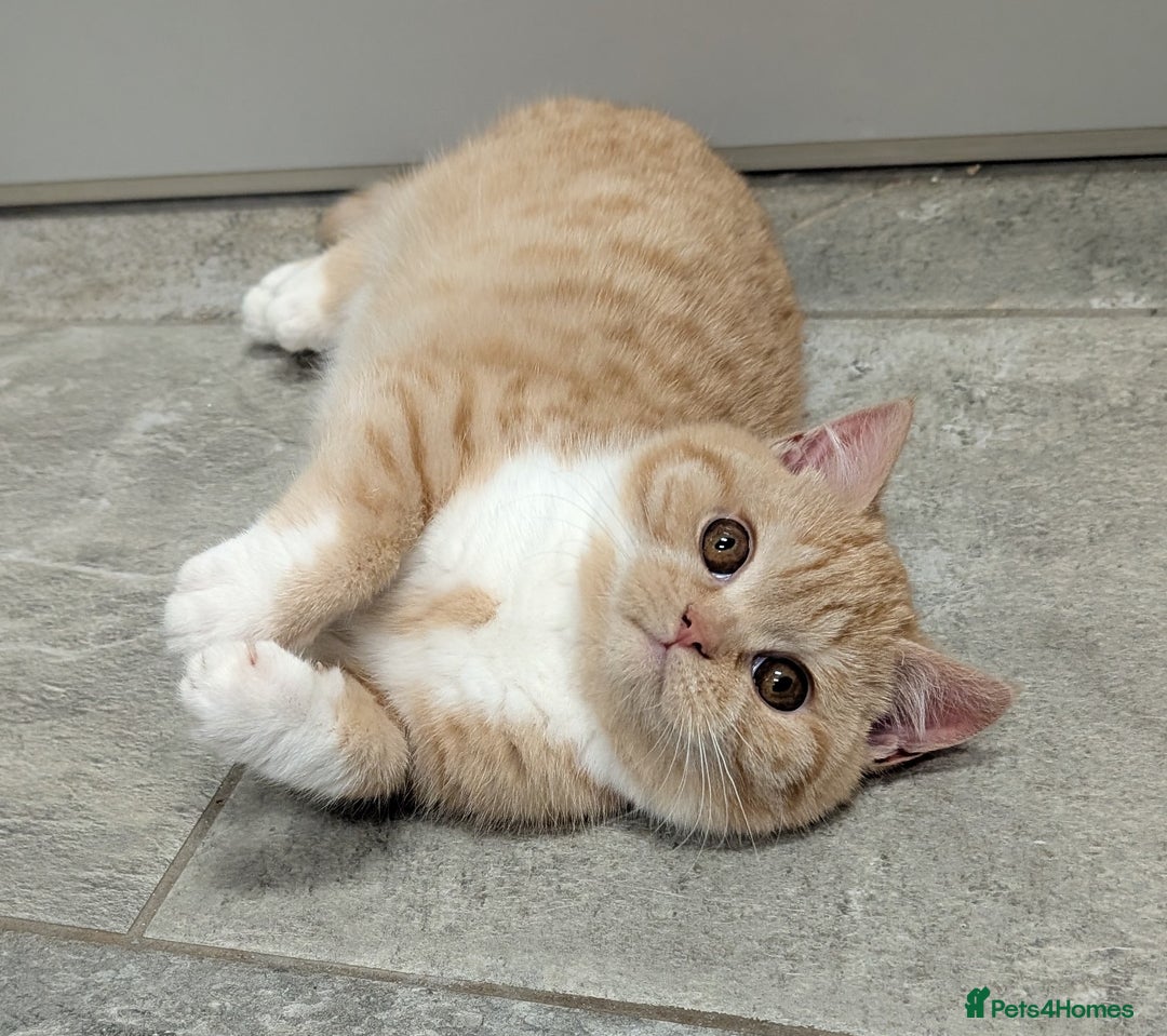 British Shorthair cats for sale: Gorgeous British shorthair kittens  - Advert 19