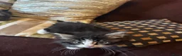 Mixed Breed cats for sale: Stunning kittens ready now  - Advert 8