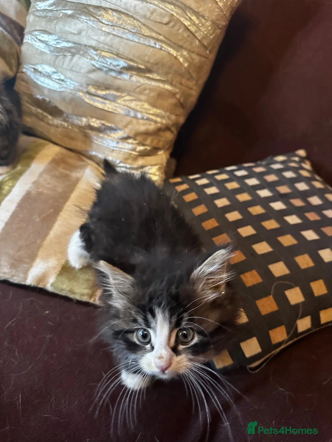 Mixed Breed cats for sale: Stunning kittens ready now  - Advert 8