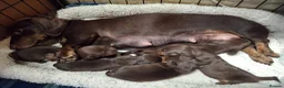 Dachshund dogs for sale: 5 beautiful healthy chocolate dachshund  - Advert 1
