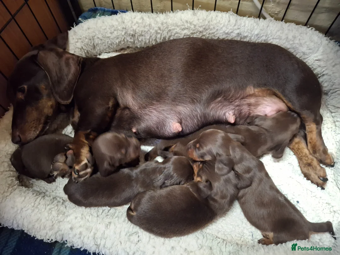 Dachshund dogs for sale: 5 beautiful healthy chocolate dachshund  - Advert 1