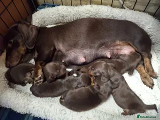 Dachshund dogs 5 beautiful healthy chocolate dachshund - Advert 4
