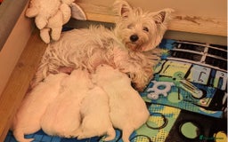 West Highland Terrier dogs for sale: West Highland Terrier puppies. Ready to leave. - Advert 1