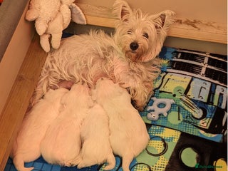 West Highland Terrier dogs West Highland Terrier puppies. Ready to leave. - Advert 1
