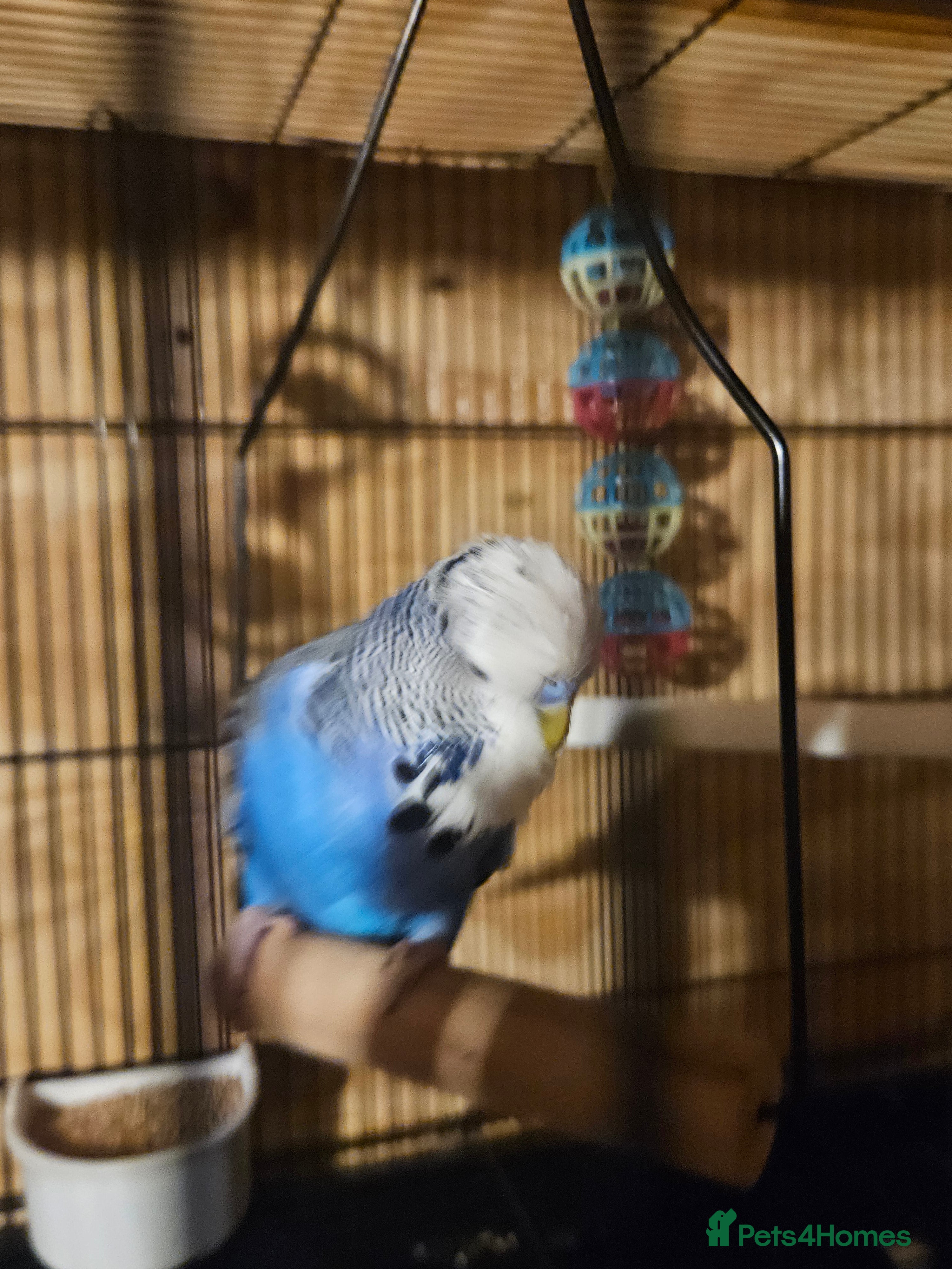 Budgerigars birds Young Violet Cock Bird - Advert 22