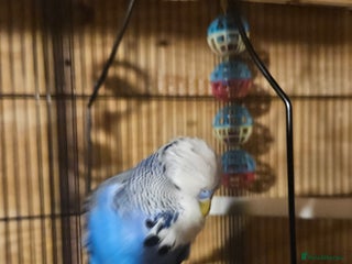 Budgerigars birds Young Violet Cock Bird - Advert 19