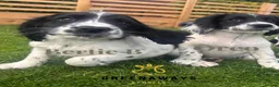 Sprocker dogs for sale: Ready NOW F1b Sprockers Health TESTED - 5* Breeder - Advert 15