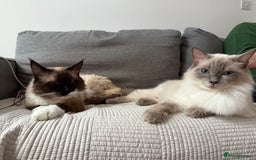 Ragdoll cats for sale: Adorable Pedigree Ragdoll Kittens Available 🐾 - Image 18