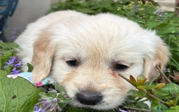 Golden Retriever dogs for sale: ❤️ Superb Litter of Golden Retriever Puppies ❤️ - Image 27