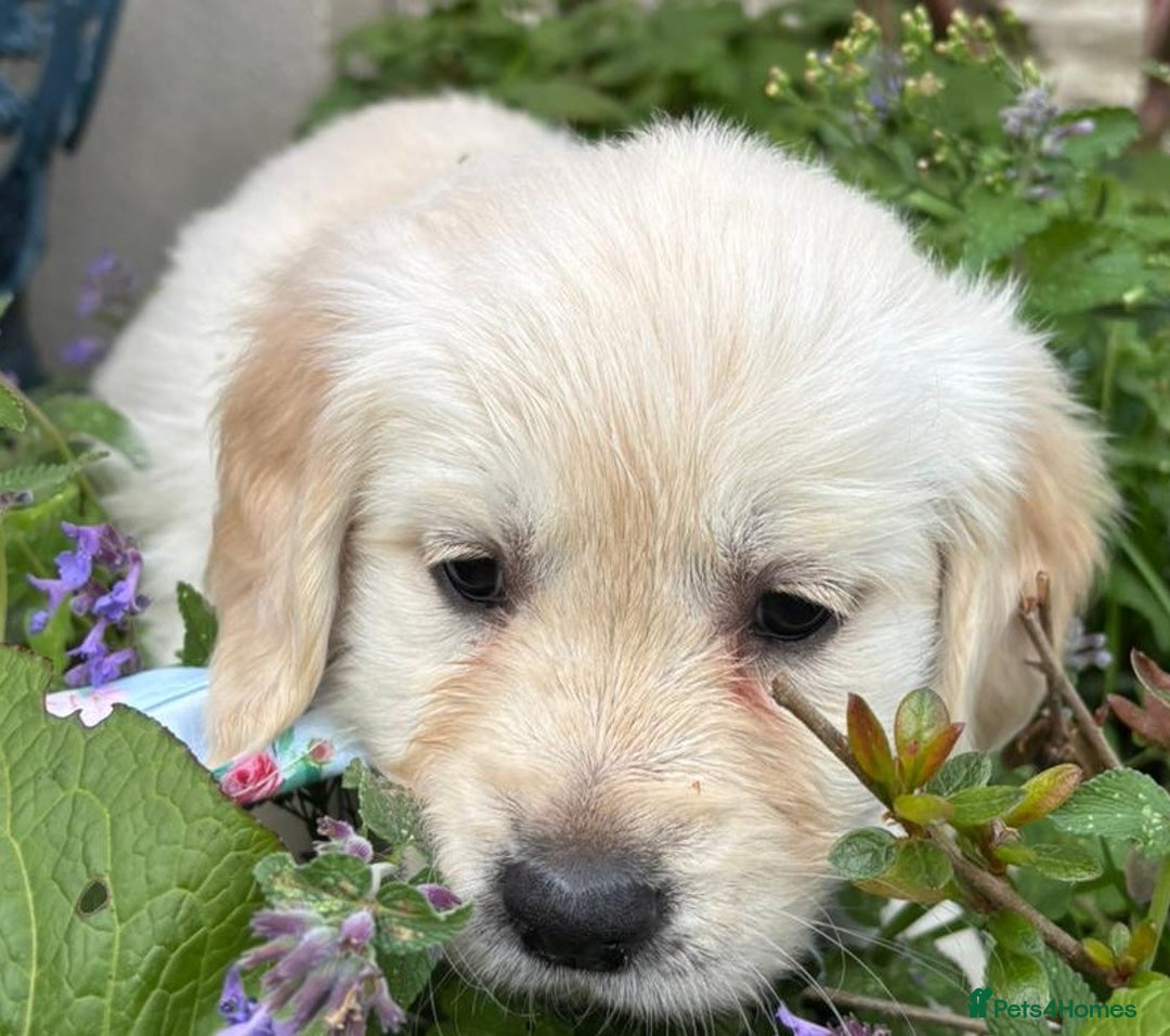 Golden Retriever dogs for sale: ❤️ Superb Litter of Golden Retriever Puppies ❤️ - Image 27