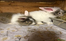 Mini Lop rabbits for sale: New litter added, angora/lionhead bunny rabbits  - Image 4