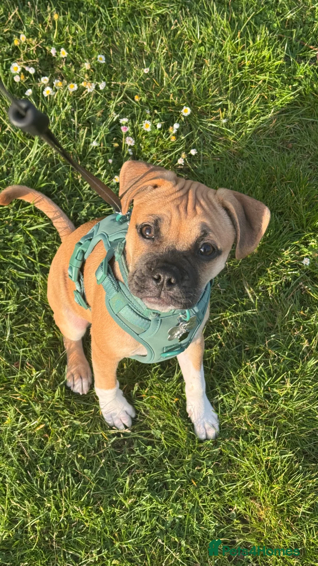 Mixed Breed dogs for sale: Luna  - Advert 8