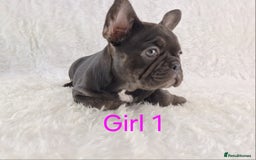 French Bulldog dogs for sale: Classic French Bulldog Puppies  - Image 10