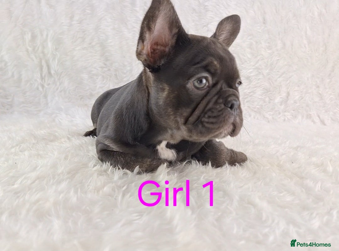 French Bulldog dogs for sale: Classic French Bulldog Puppies  - Image 10
