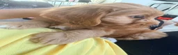 Cavapoo dogs for sale: Cavapoos puppies for sale  - Advert 33