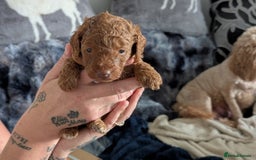 Cavapoo dogs for sale: Beautiful Cavapoo X toy poodle puppies  - Image 13