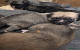 Shepsky dogs for sale: 7 Beautiful Shepsky pups for sale (3 boys 4 girls) - Image 8