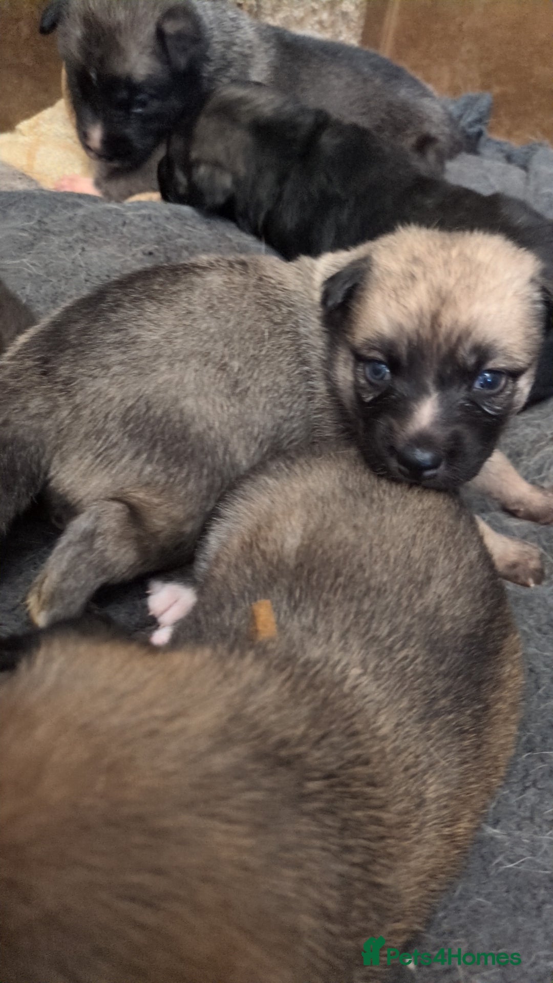 Shepsky dogs for sale: 7 Beautiful Shepsky pups for sale (3 boys 4 girls) - Image 8