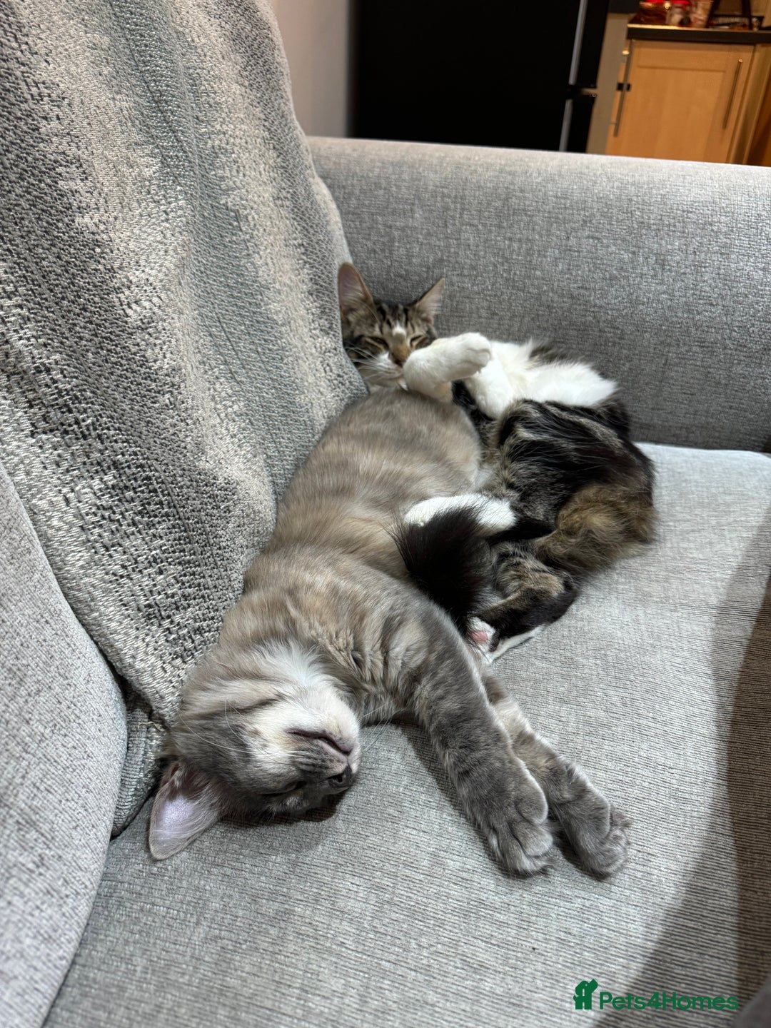 Mixed Breed cats for sale: Free rehoming  - Advert 3