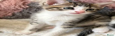 Female kitten 2