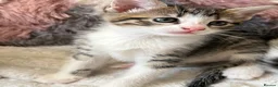 Domestic Shorthair cats for sale: 7 Bundles of fur 🤍🐾 - Advert 17
