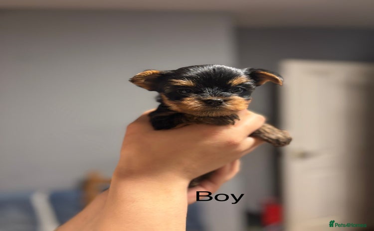 Yorkshire Terrier dogs - Advert 1