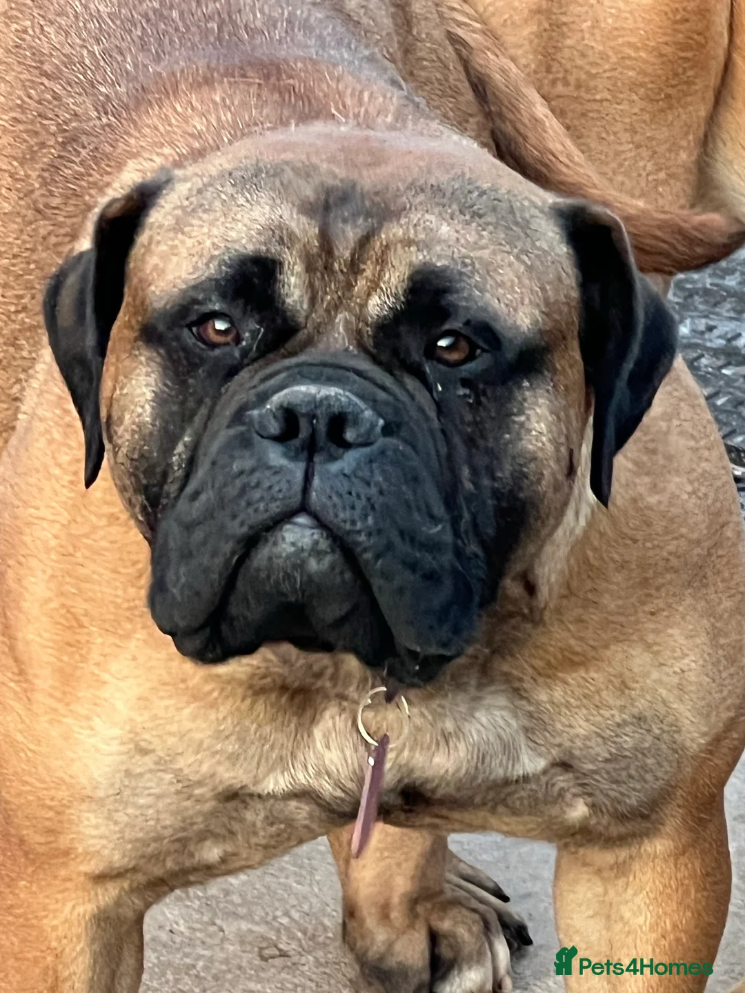 Gallery Image {{count}}