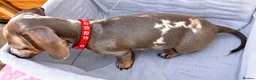Miniature Dachshund dogs for sale: Miniature Dachshund- KC Registered - Advert 5