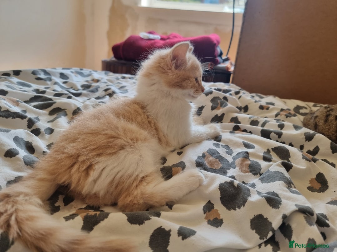 Mixed Breed cats for sale: Half norweigen forest cat 1/4 bengal 1/4 longhair - Image 5