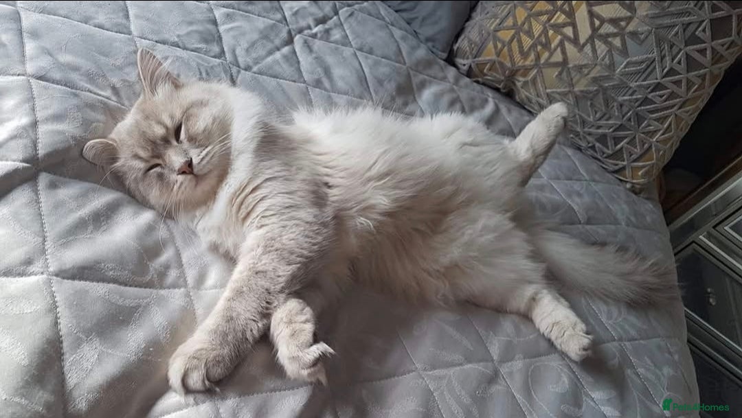 Siberian cats for sale: Blue Eyed Siberian Blue Point Kittens - Advert 11