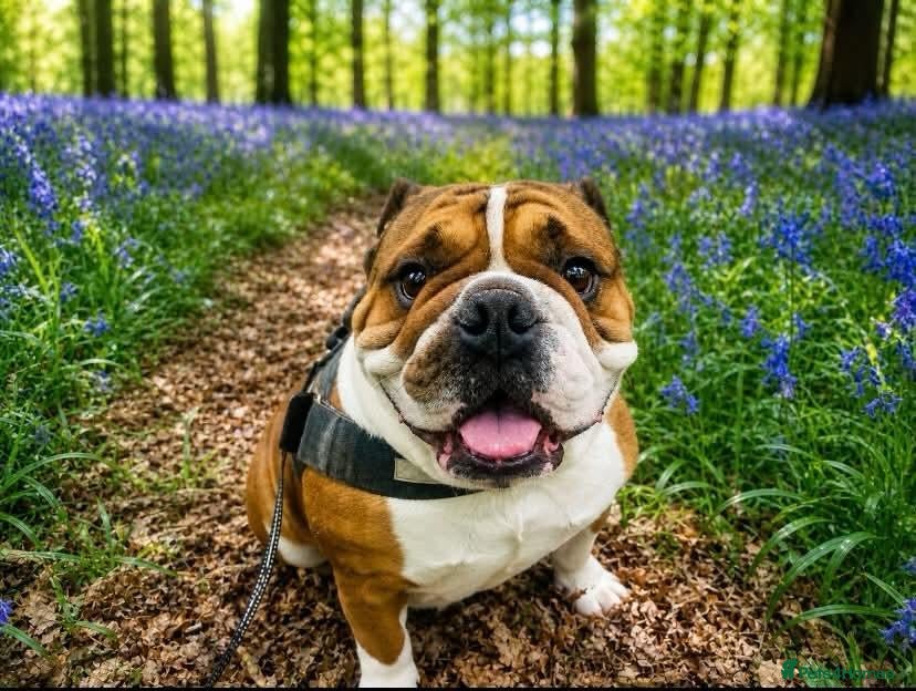 English Bulldog dogs Stud British Bulldog - Advert 10