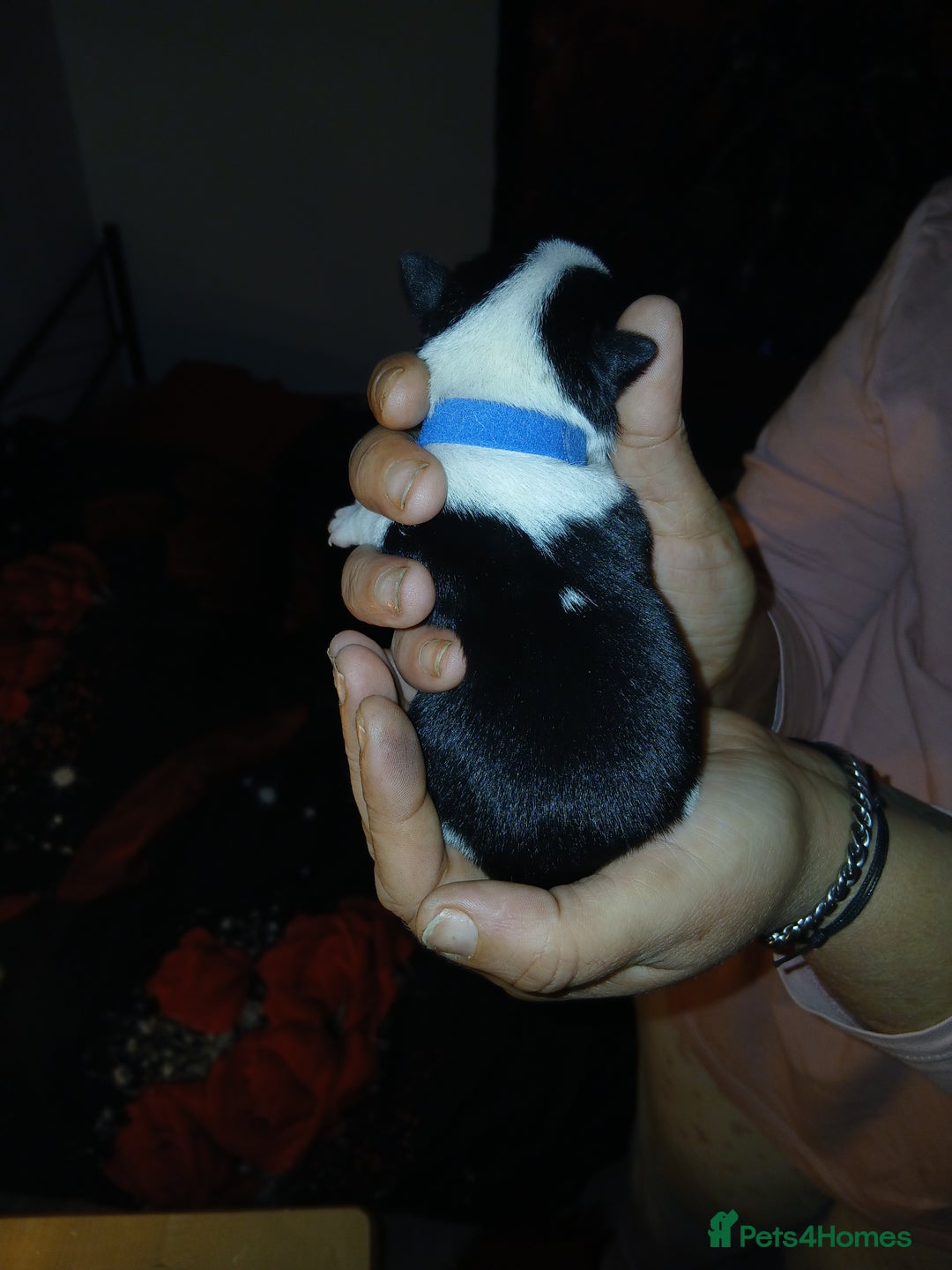 Chihuahua dogs for sale: Chihuahua puppys - Advert 5