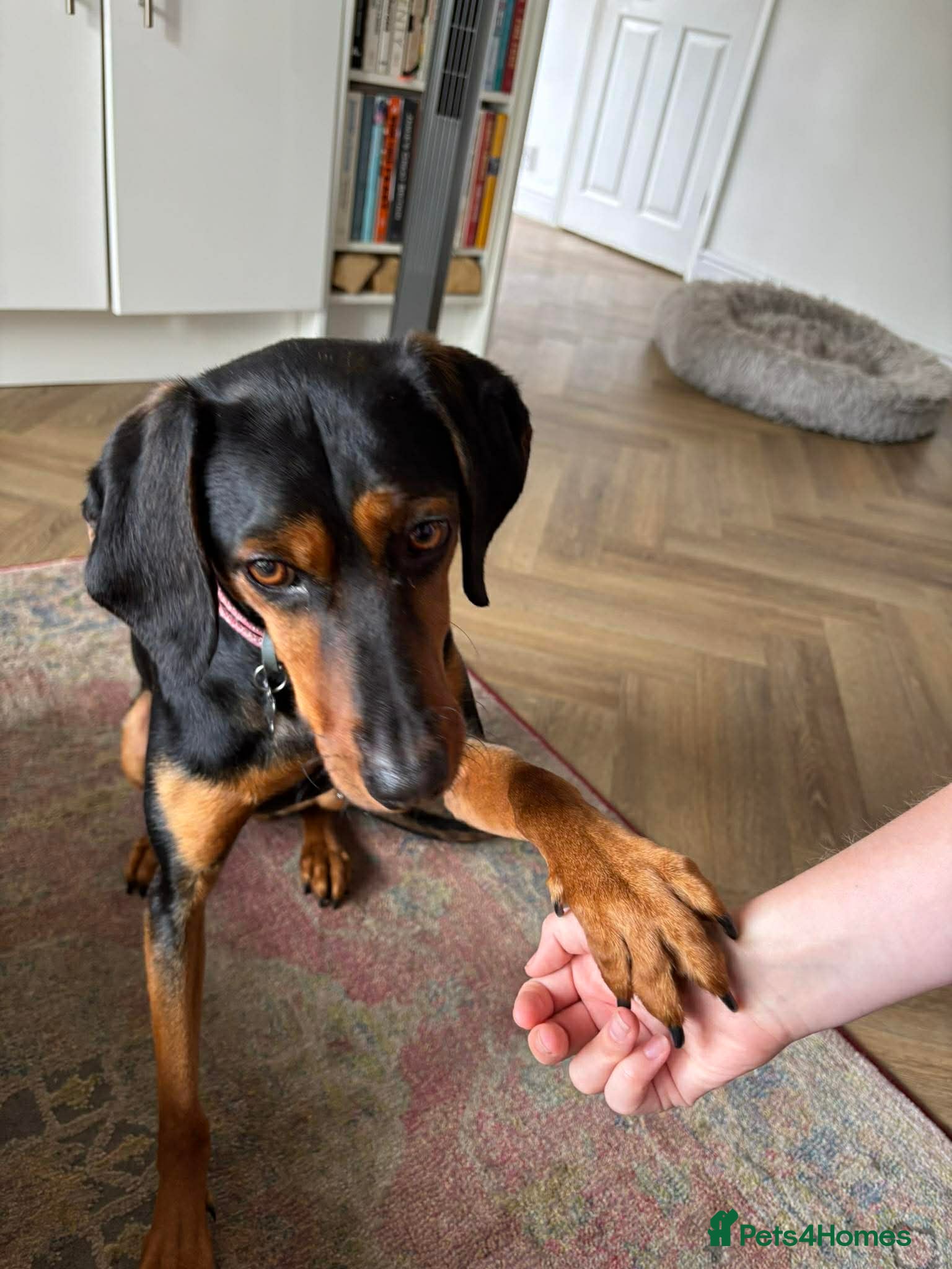 Mixed Breed dogs Rada needs a new forever home - Advert 1