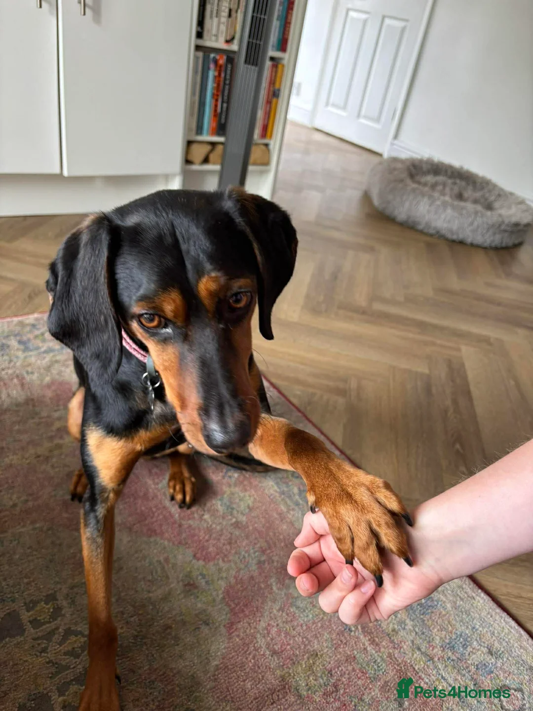 Mixed Breed dogs for adoption: Rada needs a new forever home in Woking - Advert 1