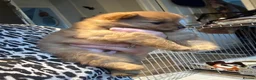 Pomchi dogs for sale: Teddy bear Pomeranian puppies - Advert 13