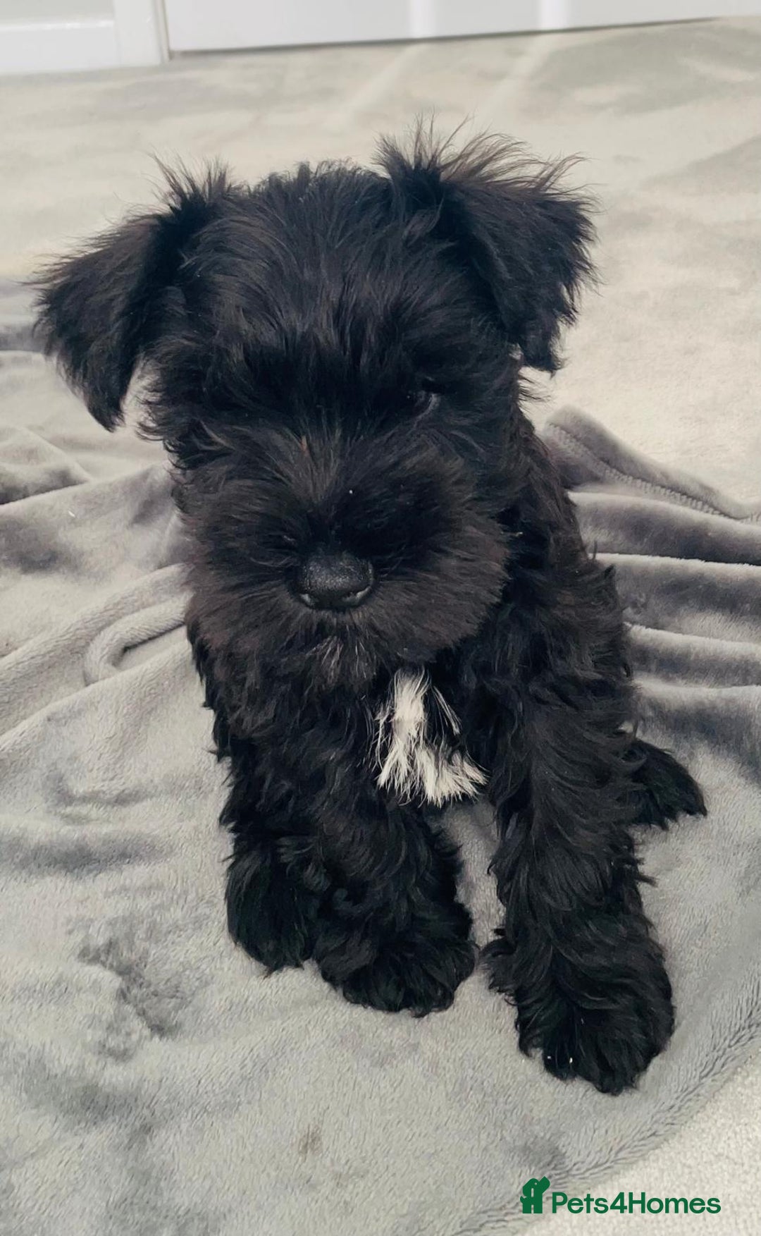 Miniature Schnauzer dogs for sale: KC Pedigree Mini Schnauzer - Image 4