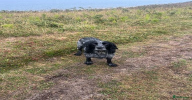 Cocker Spaniel dogs - Advert 11