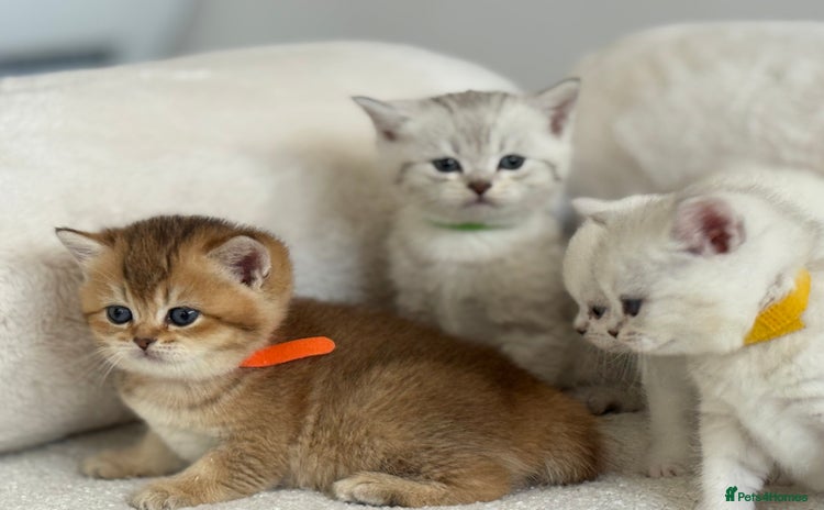 British Shorthair cats - Advert 3