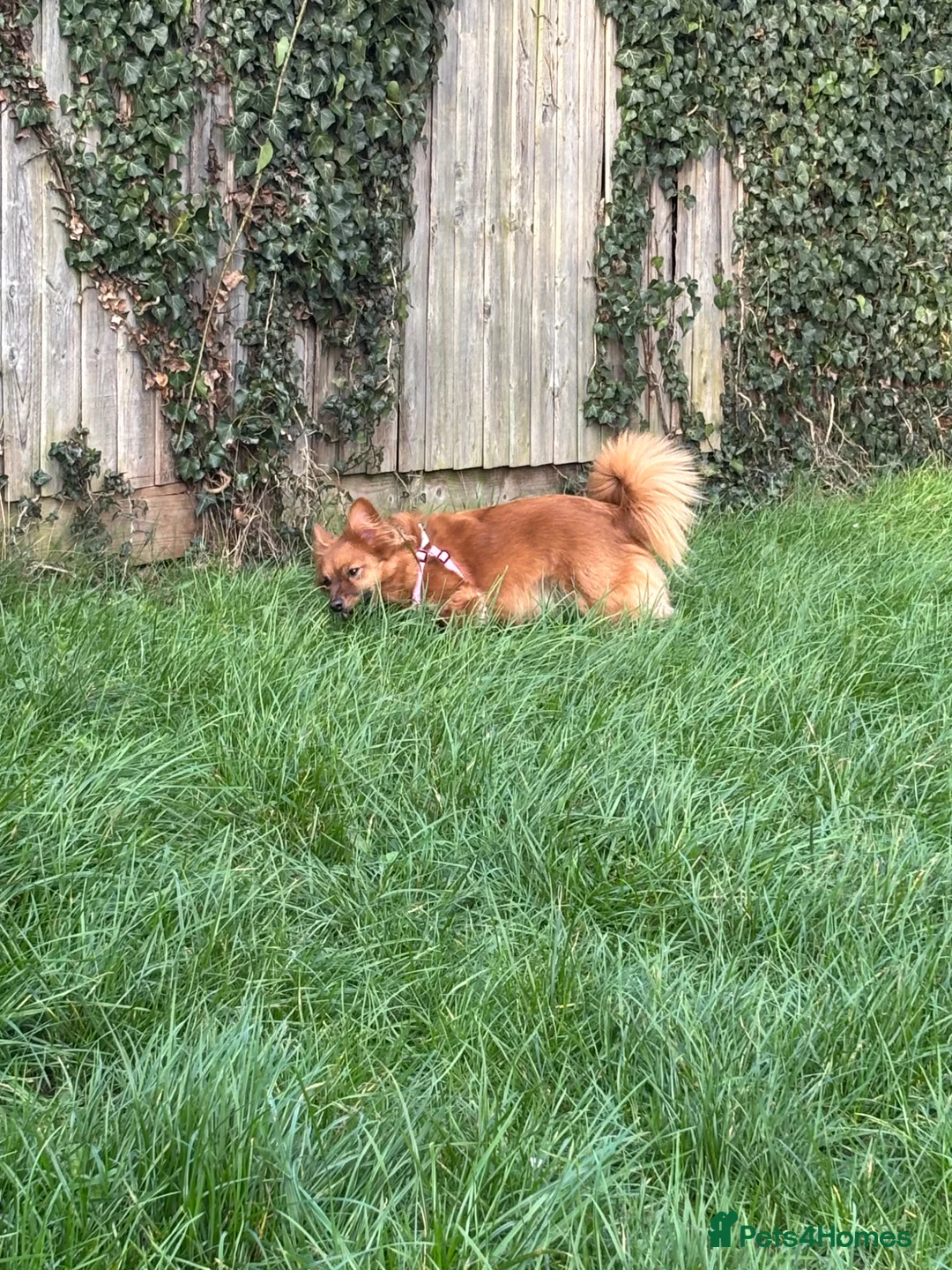 Mixed Breed dogs for sale: Needed a new home for coco in Worcester - Advert 1