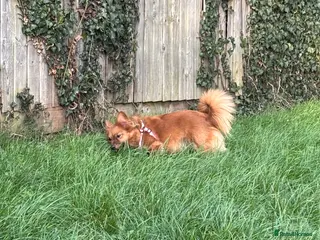 Mixed Breed dogs Needed a new home for coco - Advert 1