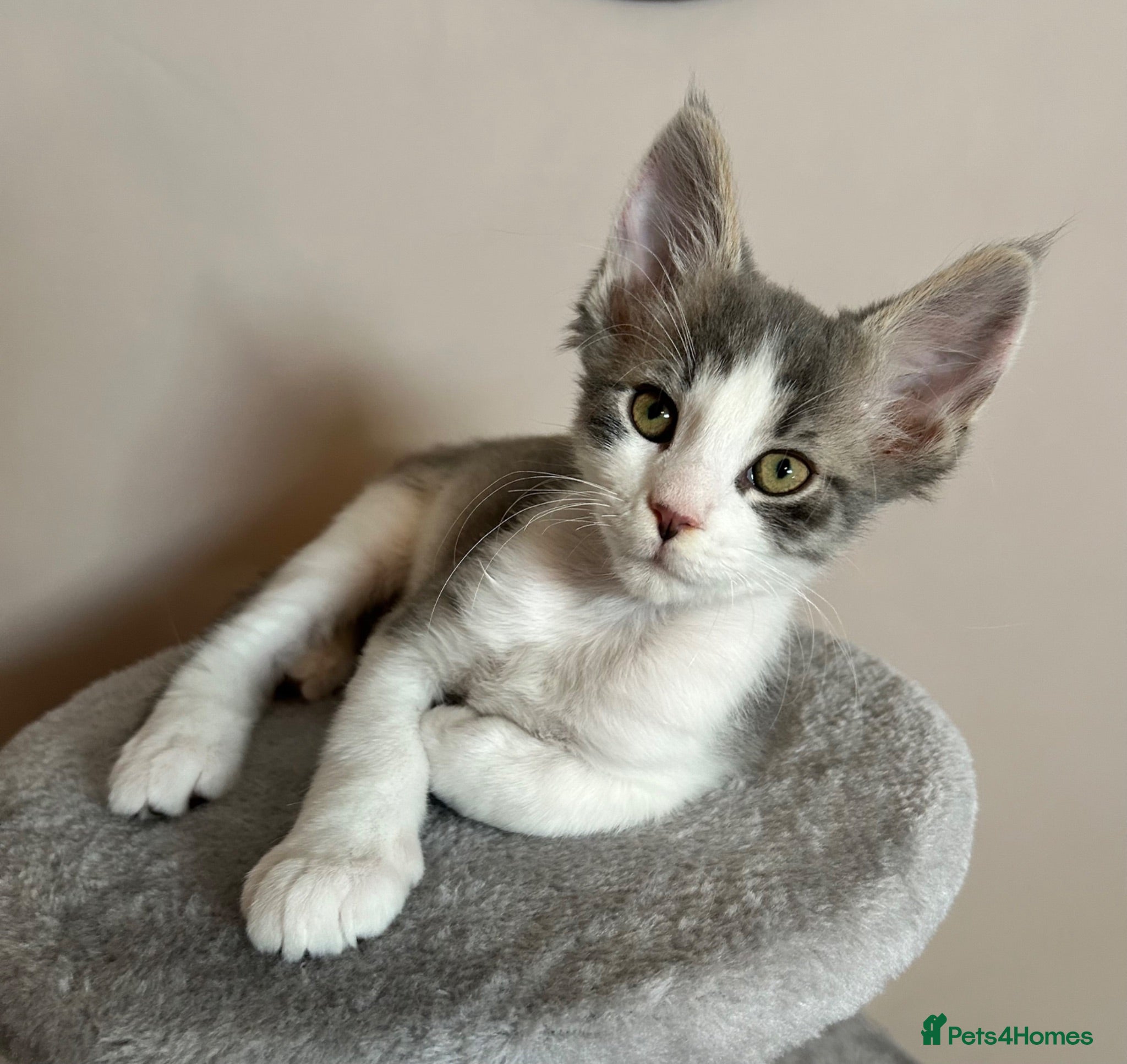 Maine Coon cats Maine Coon x Persian/Ragdoll Mix - Advert 4