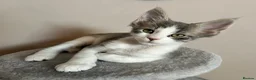Maine Coon cats for sale: Maine Coon x Persian/Ragdoll Mix - Advert 1