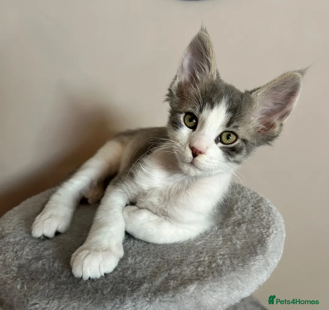 Maine Coon cats for sale: Maine Coon x Persian/Ragdoll Mix - Advert 1