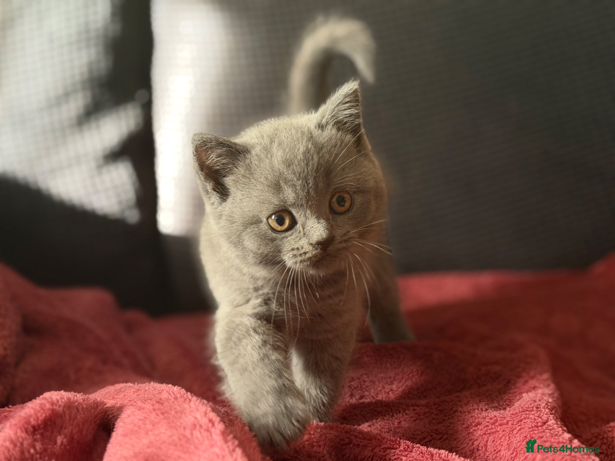British Shorthair cats Blue and lilac GCCF kittens !  - Advert 1