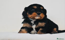 Cavapoo dogs for sale: ⭐️ Gorgeous F1 Toy Cavapoo Puppies ⭐️ - Image 5